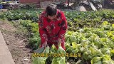 老娘砍青菜来晒，准备拿来做酸菜，每年家里要吃好多酸菜鱼！
