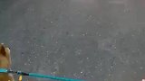 三只狗子编的辫子