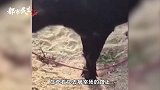 怀孕母牛屠宰场三步一跪，众人凑钱买下，网友心疼：万物皆有灵性