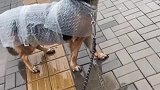 雨下的那么大，非要出门遛弯，连件像样的雨衣都没有