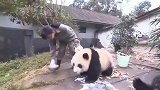 一只熊猫要偷吃小伙伴的盆盆奶，然后诠释了什么叫偷鸡不成蚀把米