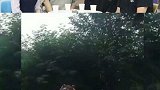 老虎：这回你票没白买，我给你动一下