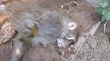 猴妈奄奄一息，不抛弃不放弃，感谢好心人