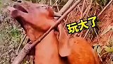 这波操作属实坑牛，一个比一个犟