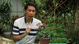 让长寿花开花多，久久不凋谢，就要满足它这2个条件