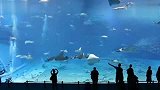 日本冲绳巨大水族馆 仿佛置身海洋