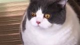 猪有多胖你多胖，站起来像猪一样，干啥啥我都不行，吃饭我是第一名，请问到底是不是猪 肥猫