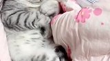 猫：别闹，快给我盖上，太冷了！