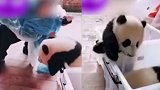 重庆动物园被曝私带游客接触熊猫幼崽 林业局：正督促整改