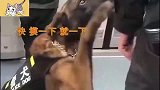 警犬跟着执勤的时候，突然卖萌撒娇，我还是个宝宝，抱抱我！