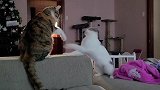 猫咪打架，虎皮猫无缘无故被白猫用小拳拳打
