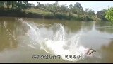 男子作死挑衅公牛，不料牛儿发飙，跟着跳下了水