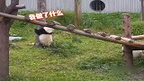 熊猫：这整的我有点懵了，感觉自己给自己下套啦