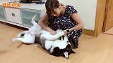 美女给哈士奇按摩时伺机报复，套路实在是太深了