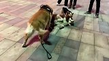 遛狗遇到的阿拉斯加，简直就是个碰瓷大王，感受下铲屎官的笑声！