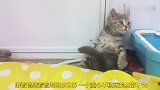 孤独的小奶猫，自娱自乐起来，太可爱了