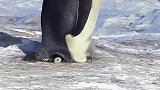 小企鹅赖在父母屁股下，场面十分滑稽，大企鹅直接一脚给我出去