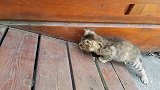 猫咪生了一只独生幼崽，这么调皮捣蛋，它也不生气