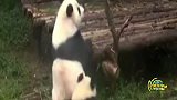 熊猫宝宝撒娇打滚求抱抱 高冷妈妈冷酷拒绝