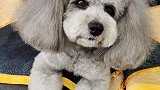 这狗不得了，告状明明白白