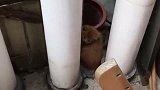 今天去喂我的流浪猫，生了好多小可爱，萌翻了