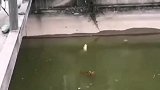 好大一条鱼现场实拍，万万没想到
