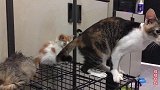 获救的小野猫依然易怒，试图接近它，小猫奶凶奶凶的叫