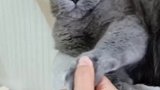 挑战全网脾气最差的猫 呸呸是不是开始叛逆了…