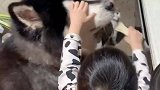 这个家不能离开小狗