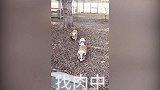 主人把狗狗的毛剃成了背带裤，狗狗委屈，但是狗狗不说！