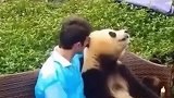 熊猫与游客合影一脸高冷