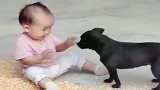一岁的闺女一来，一人一狗就成了朋友，眼前的一幕，看完别笑