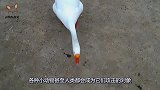 大白鹅在后院不断嘶叫，主人以为有人偷鹅到后院一看，心里一惊