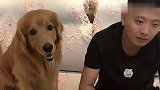 金毛最近和男主关系可好了，真是只可爱的汪星人