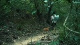 小男孩和狗去山上玩，遇到蟒蛇袭击，镜头拍下全过程