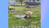 其实小猫早已看穿一切