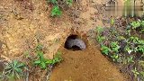 穿山甲挖垌的速度究竟有多快，这个视频告诉你