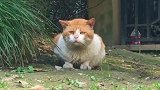 流浪猫是不是都很忧伤呀，想抱抱！