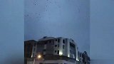 福州一地现大量飞鸟盘旋似黑云，目击者：第一次见，感觉是某种预兆