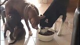 哈士奇果然够二，竟然敢霸占比特犬的饭盆！