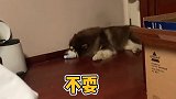 呐呐还有30秒到达战场...