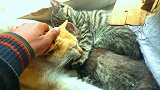 这三只猫像极了老公搂着媳妇，旁边蹲着隔壁老王！