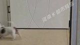 女子上厕所狗狗来回数十次叼东西搞笑狗