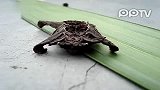 吐槽无力！地球上竟然还有这种生物？