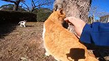 野外遇见一只流浪猫，细看是走失三年的家猫，太可怜了