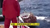 捕帝王蟹为什么最危险？中国帝王蟹为什么卖这么贵？答案来了