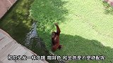 猩猩和游客打招呼，摆动手是要吃的还是让游客下去坐坐