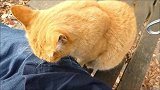 男子坐在路边长凳休息，一只流浪猫向他撒娇，还爬到他腿上不走了