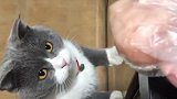 猫：快把肉给我，我要吃肉！