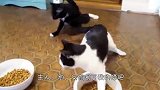 猫咪偷喝主人的酒，醉酒后的样子，承包了我一年的笑点！